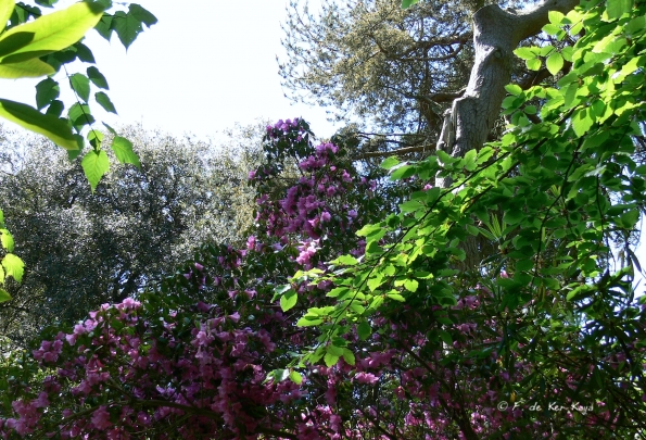 Bois des Moutiers (317) Mai 2012